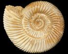 Perisphinctes Ammonite - Jurassic #45419-1